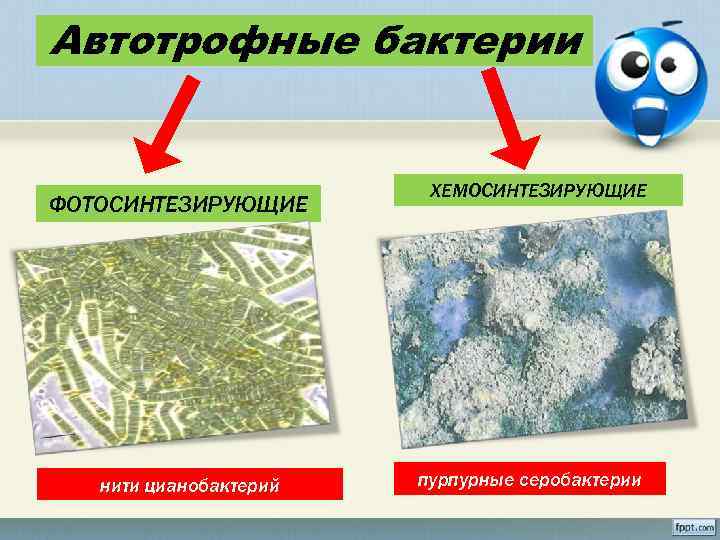 В чем заключается сходство и различие автотрофного питания у фото и хемосинтезирующих бактерий