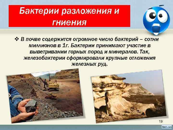 Бактерии разложения и гниения v В почве содержится огромное число бактерий – сотни миллионов