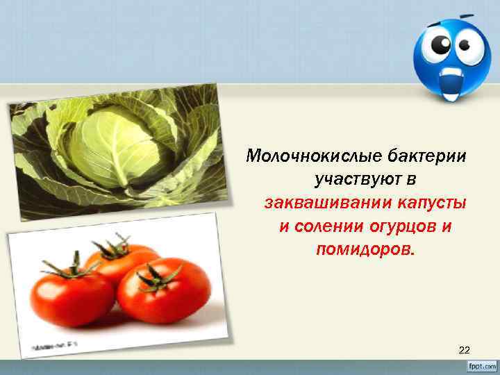 Молочнокислые бактерии участвуют в заквашивании капусты и солении огурцов и помидоров. 22 
