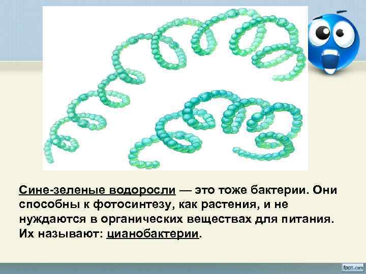 Сине-зеленые водоросли — это тоже бактерии. Они способны к фотосинтезу, как растения, и не