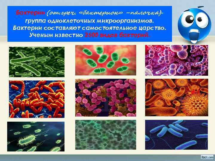 Бактерии (от. греч. «бактерион» –палочка)группа одноклеточных микроорганизмов. Бактерии составляют самостоятельное царство. Ученым известно 2500