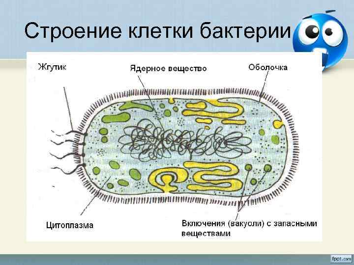 Строение клетки бактерии 