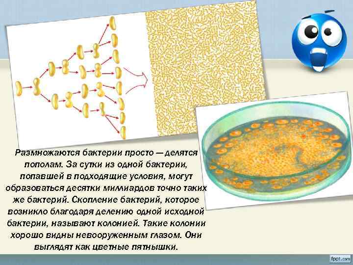 Как размножаются бактерии. Как делятся бактерии. Размножение бактерий называется. Бактерии быстро размножаются.