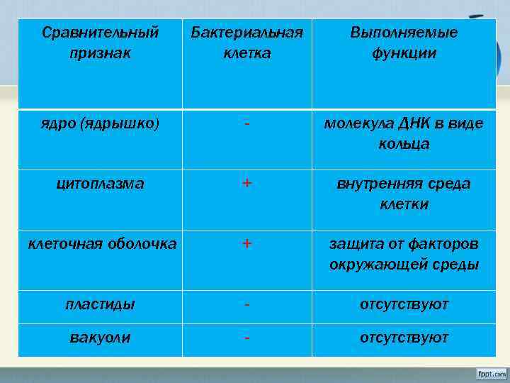 Сравнительный признак Бактериальная клетка Выполняемые функции ядро (ядрышко) - молекула ДНК в виде кольца