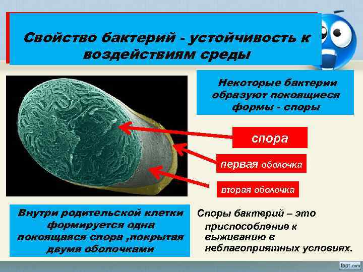 Какими свойствами должны Свойство бактерий чтобы населять обладать бактерии, - устойчивость к воздействиям среды