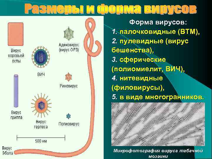Форма вирусов: 1. палочковидные (ВТМ), 2. пулевидные (вирус бешенства), 3. сферические (полиомиелит, ВИЧ), 4.
