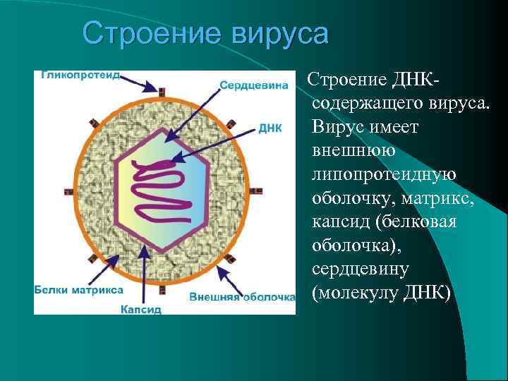 Строение вируса Строение ДНКсодержащего вируса. Вирус имеет внешнюю липопротеидную оболочку, матрикс, капсид (белковая оболочка),