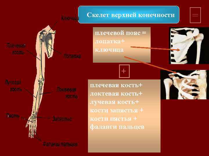 Значение скелета верхних конечностей. Скелет верхней конечности лучевая кость. Скелет верхних конечностей плечевая кость. Скелет верхней конечности плечевая локтевая кость. Плечевая лучевая кость скелета пояса.