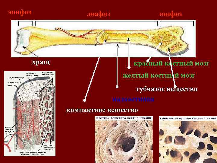 эпифиз диафиз хрящ эпифиз красный костный мозг желтый костный мозг губчатое вещество надкостница компактное