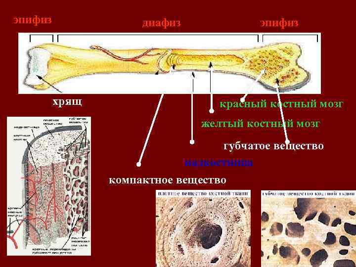 Что находится в губчатом веществе кости