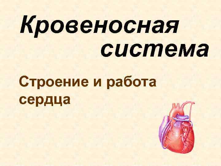 Кровеносная система Строение и работа сердца 