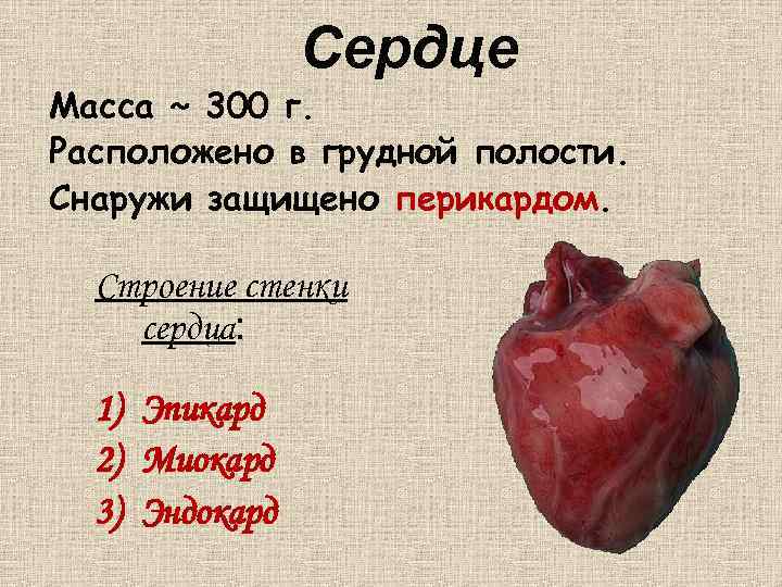 Сердце Масса ~ 300 г. Расположено в грудной полости. Снаружи защищено перикардом. Строение стенки