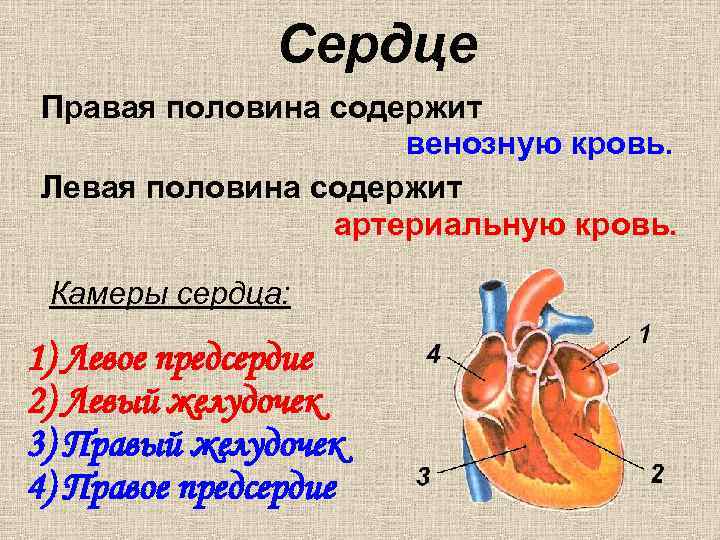 Сердце Правая половина содержит венозную кровь. Левая половина содержит артериальную кровь. Камеры сердца: 1)