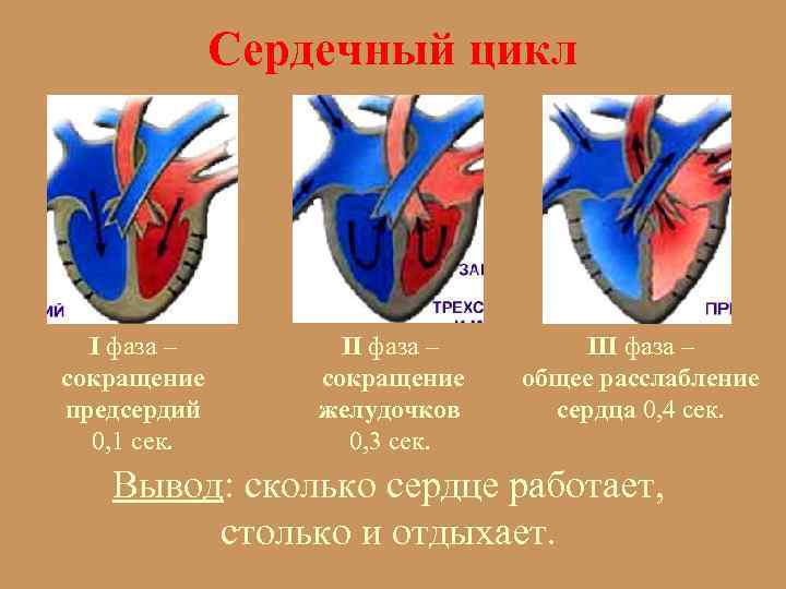 Сердечный цикл. Фазы работы сердца. Фазовая структура сердечного цикла. Фазы сердечной деятельности. Пассивное наполнение сердца кровью фаза сердечного цикла