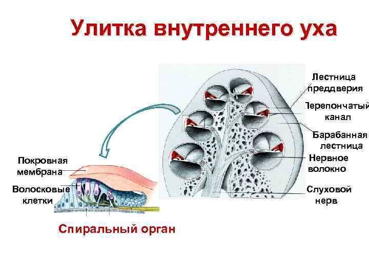 Улитка внутреннего уха Лестница преддверия Перепончатый канал Покровная мембрана Волосковые клетки Спиральный орган Барабанная