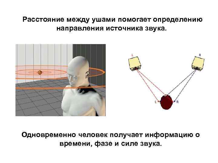 Расстояние между ушами помогает определению направления источника звука. Одновременно человек получает информацию о времени,