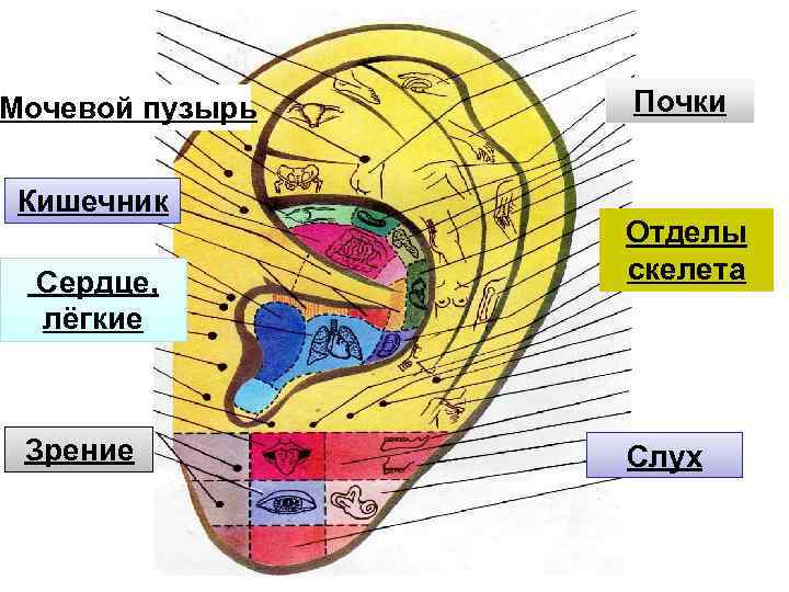 Мочевой пузырь Кишечник Сердце, лёгкие Зрение Почки Отделы скелета Слух 