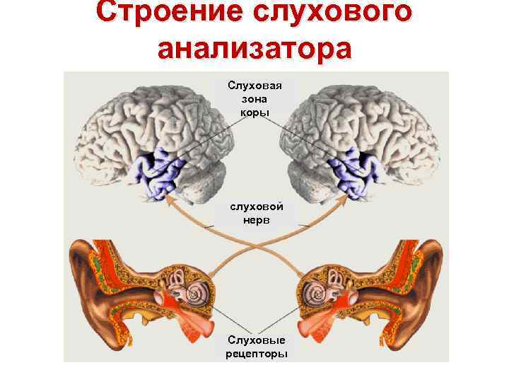 Строение слухового анализатора Слуховая зона коры слуховой нерв Слуховые рецепторы 