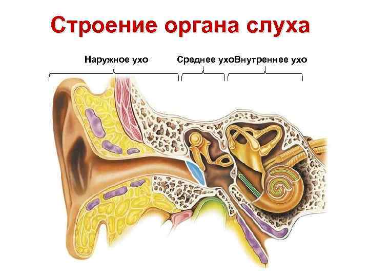 Строение органа слуха Наружное ухо Среднее ухо. Внутреннее ухо 