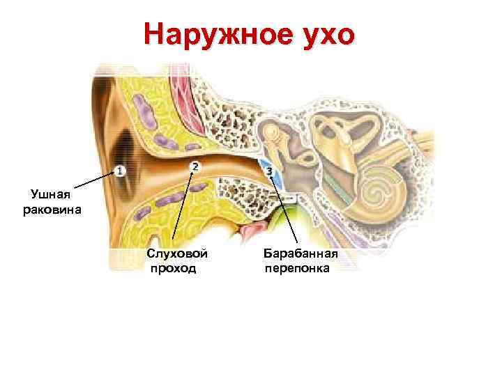 Наружное ухо Ушная раковина Слуховой проход Барабанная перепонка 