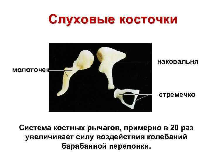 Слуховые косточки наковальня молоточек стремечко Система костных рычагов, примерно в 20 раз увеличивает силу