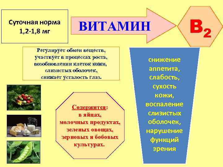 Суточная норма 1, 2 -1, 8 мг ВИТАМИН Регулирует обмен веществ, участвует в процессах