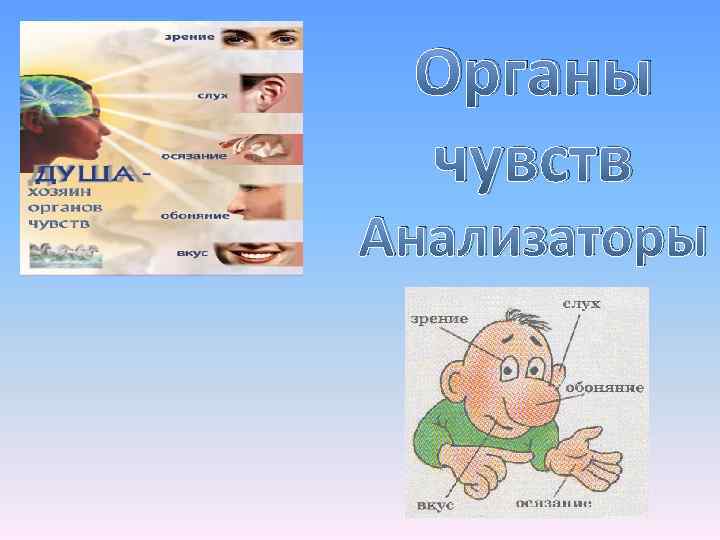 Презентация по биологии органы чувств анализаторы