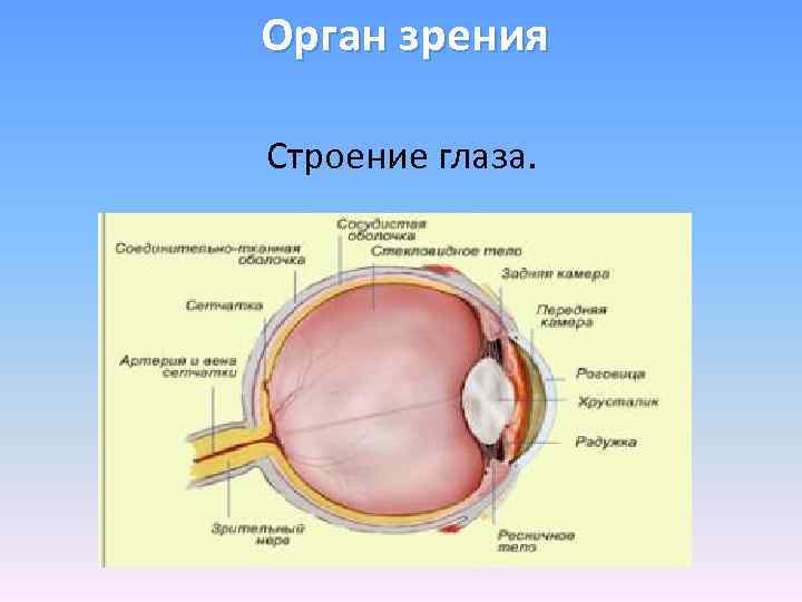Орган зрения Строение глаза. 