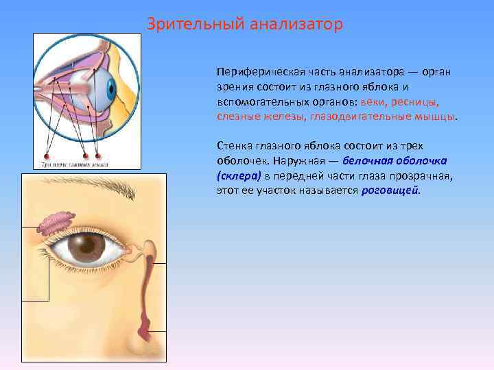 Зрительный анализатор Периферическая часть анализатора — орган зрения состоит из глазного яблока и вспомогательных