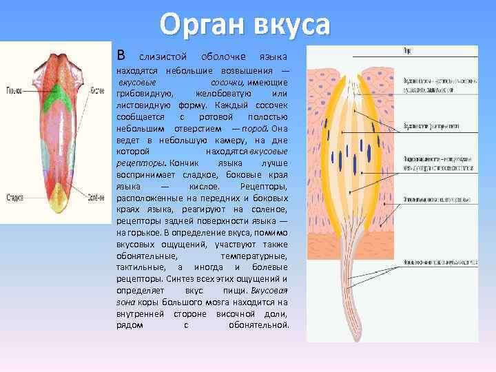 Схему полей вкусовой чувствительности языка