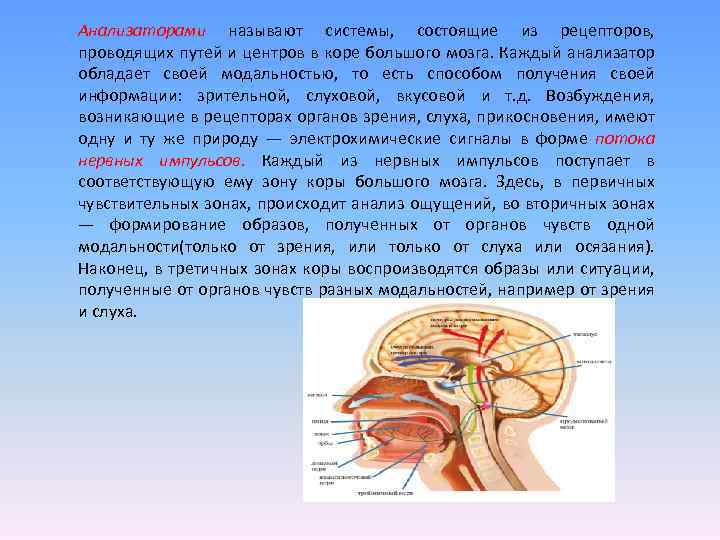 Анализаторами называют системы, состоящие из рецепторов, проводящих путей и центров в коре большого мозга.