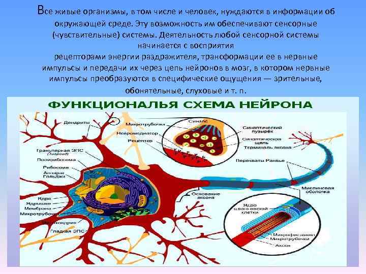 Все живые организмы, в том числе и человек, нуждаются в информации об окружающей среде.