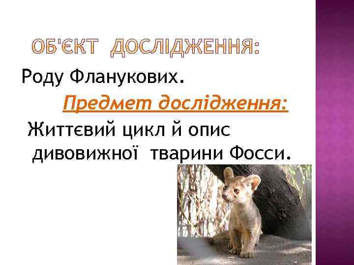 Роду Фланукових. Предмет дослідження: Життєвий цикл й опис дивовижної тварини Фосси. 