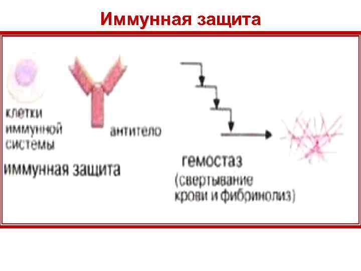 Иммунная защита 