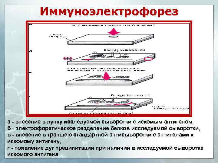 Циркулирующие жидкости транспортируют. Реакция преципитации иммуноэлектрофорез. Встречный иммуноэлектрофорез микробиология. Иммуноэлектрофорез иммуноглобулинов. Иммуноэлектрофорез биохимия.