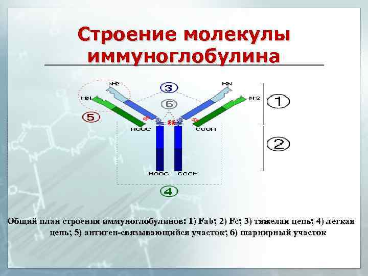 Строение молекулы иммуноглобулина Общий план строения иммуноглобулинов: 1) Fab; 2) Fc; 3) тяжелая цепь;