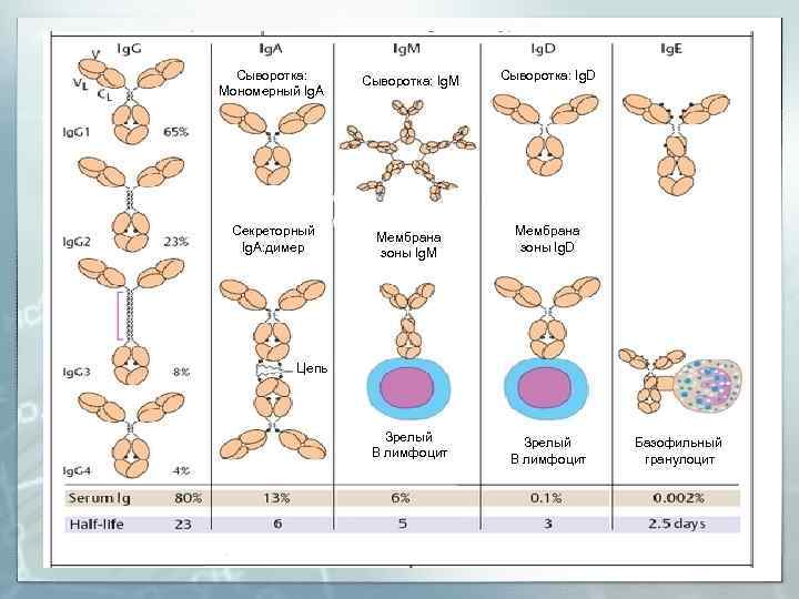 Сыворотка: Мономерный Ig. A Сыворотка: Ig. M Сыворотка: Ig. D Секреторный Ig. A: димер