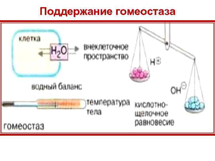 Регулируют гомеостаз. Механизмы гомеостаза. Показатели гомеостаза. Гомеостаз схема.