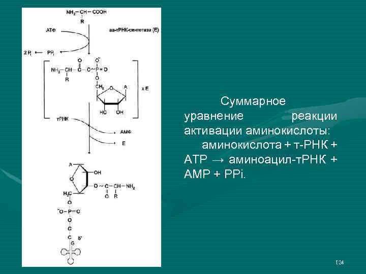 Суммарное уравнение реакции активации аминокислоты: аминокислота + т-РНК + ATP → аминоацил-т. РНК +