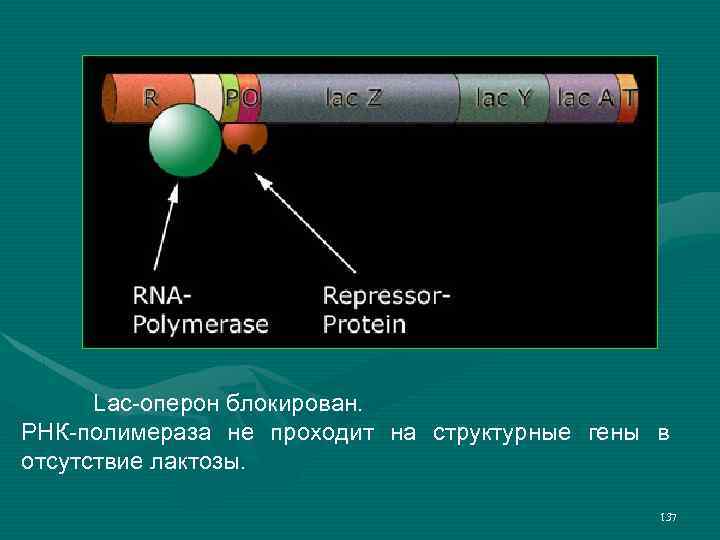 Lac-оперон блокирован. РНК-полимераза не проходит на структурные гены в отсутствие лактозы. 137 