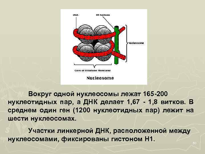 Вокруг одной нуклеосомы лежат 165 -200 нуклеотидных пар, а ДНК делает 1, 67 -