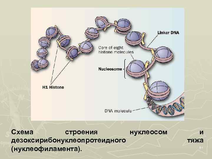 Схема строения нуклеосом дезоксирибонуклеопротеидного (нуклеофиламента). и тяжа 61 