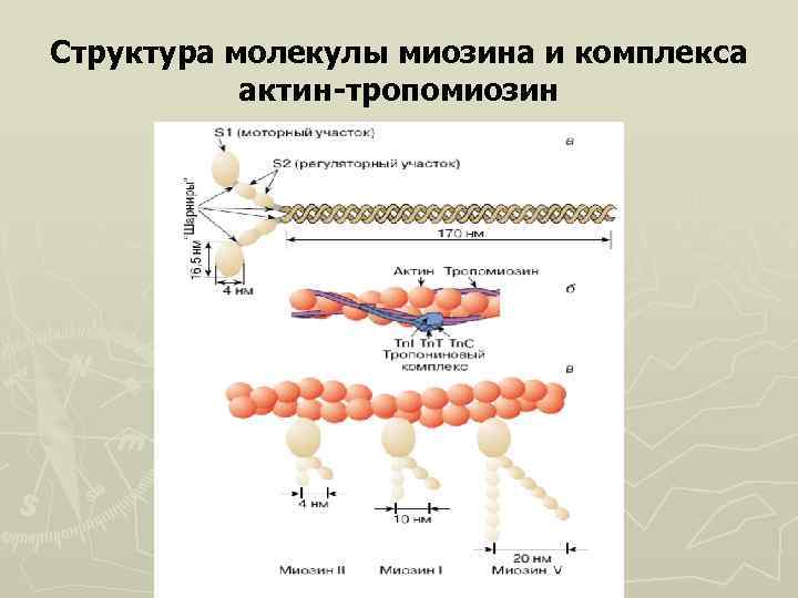 Структура молекулы миозина и комплекса актин-тропомиозин 