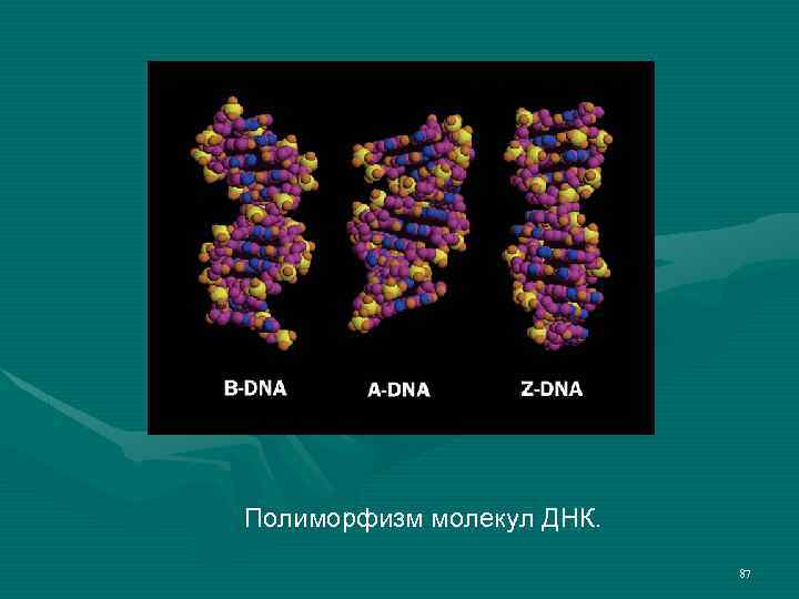 Полиморфизм молекул ДНК. 87 