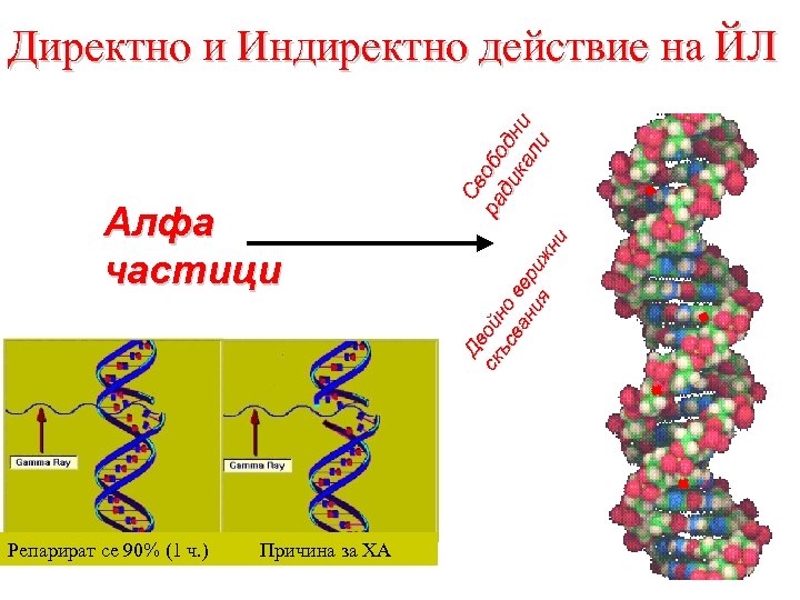 Алфа частици Репарират се 90% (1 ч. ) Причина за ХА Св Дв ой