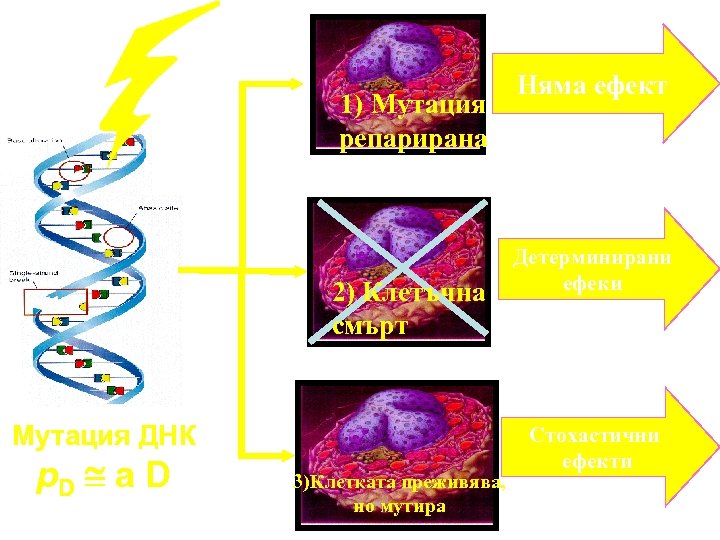 1) Мутация репарирана 2) Клетъчна смърт Мутация ДНК p. D a D 3)Клетката преживява,