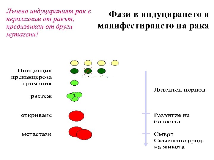 Лъчево индуцираният рак е неразличим от ракът, предизвикан от други мутагени! Фази в индуцирането