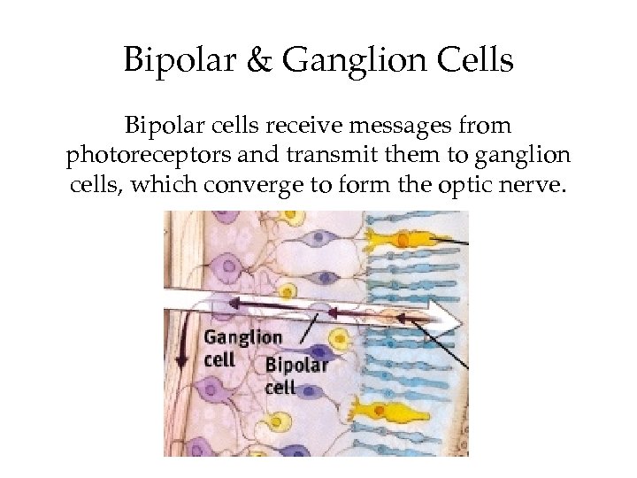 Bipolar & Ganglion Cells Bipolar cells receive messages from photoreceptors and transmit them to