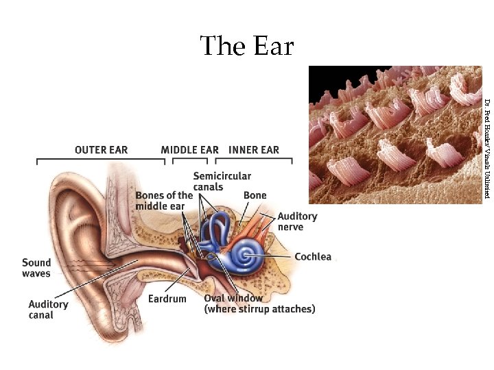 The Ear Dr. Fred Hossler/ Visuals Unlimited 