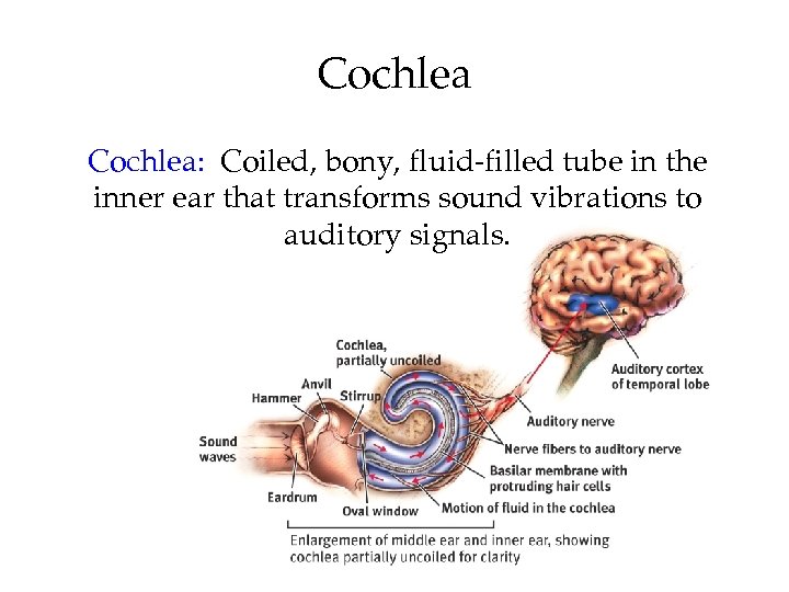 Cochlea: Coiled, bony, fluid-filled tube in the inner ear that transforms sound vibrations to